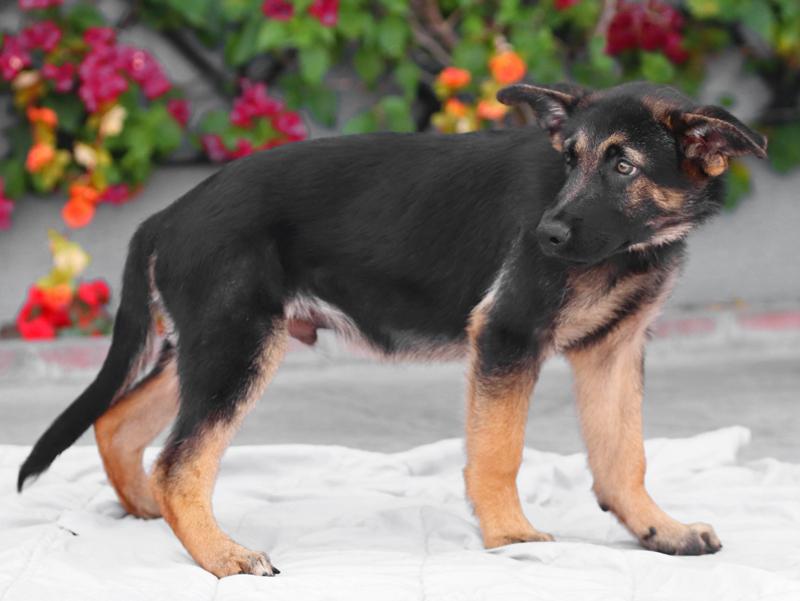 Enlarge Tucker von Cramme, an adopted German Shepherd Dog in Los Angeles, CA image 6/6