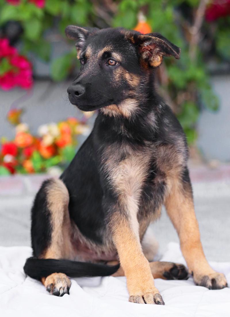 Enlarge Tucker von Cramme, an adopted German Shepherd Dog in Los Angeles, CA image 3/6