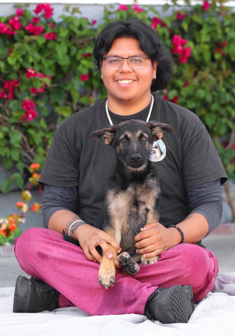 Enlarge Tucker von Cramme, an adopted German Shepherd Dog in Los Angeles, CA image 2/6