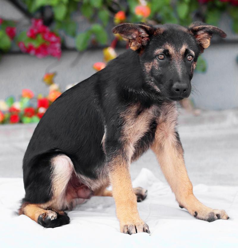 Enlarge Tucker von Cramme, an adopted German Shepherd Dog in Los Angeles, CA image 4/6
