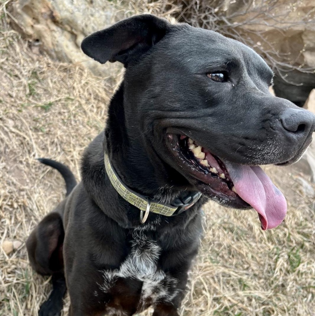 Juno (Bunny), a ADOPTABLE mixed breed in Rapid City, SD image 3/6