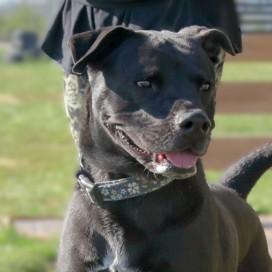 Juno (Bunny) — thumbnail 2