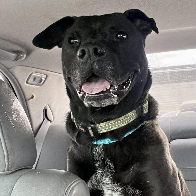 Juno (Bunny), ADOPTABLE, Adult Female Labrador Retriever & Terrier.