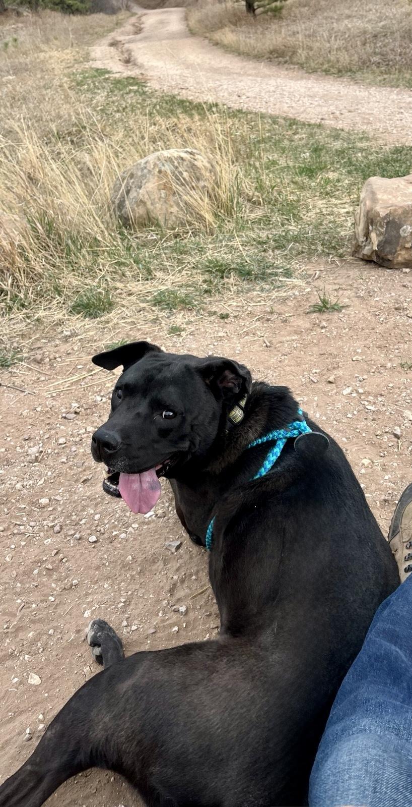 Juno (Bunny), a ADOPTABLE mixed breed in Rapid City, SD image 6/6