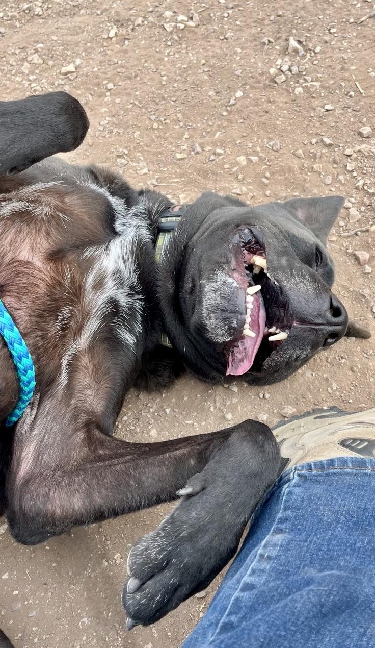 Juno (Bunny), a ADOPTABLE mixed breed in Rapid City, SD image 5/6