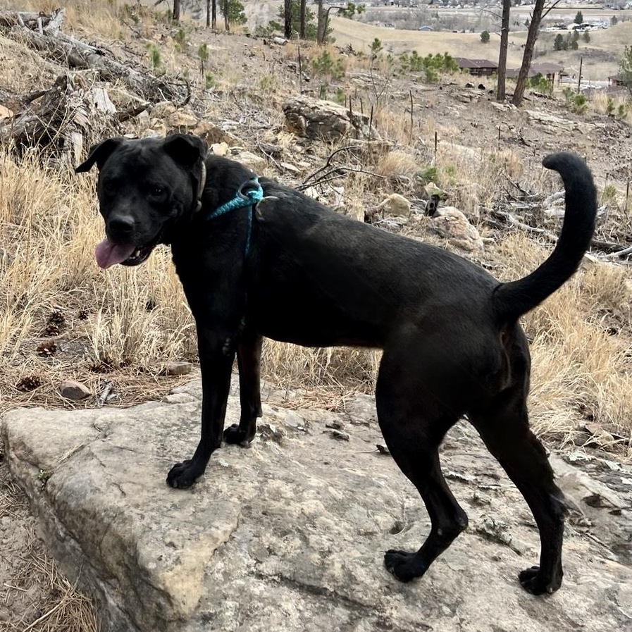 Juno (Bunny), a ADOPTABLE mixed breed in Rapid City, SD image 4/6