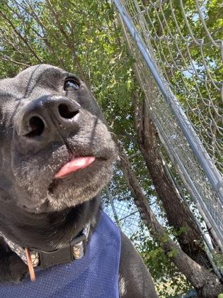 Juno (Bunny) — thumbnail 4