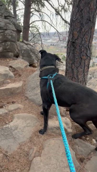 Enlarge Juno (Bunny), a ADOPTABLE mixed breed in Rapid City, SD video 2/6