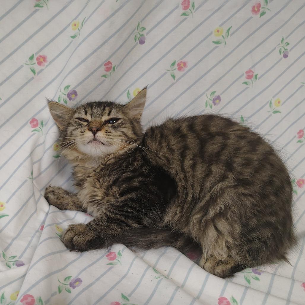 Enlarge Rayon, a Adoptable Domestic Medium Hair in Coos Bay, OR image 1/6