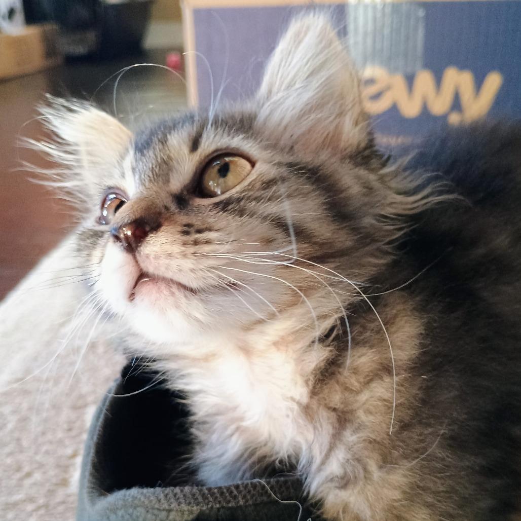 Enlarge Rayon, a Adoptable Domestic Medium Hair in Coos Bay, OR image 2/6