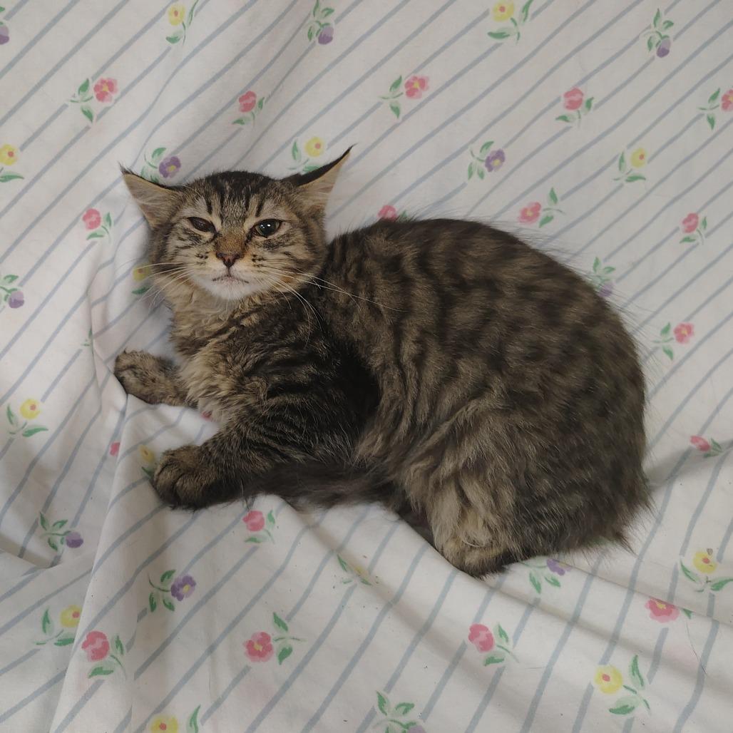 Enlarge Rayon, a Adoptable Domestic Medium Hair in Coos Bay, OR image 3/6