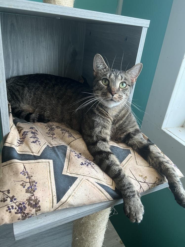 TARJEI, Adoptable, Adult Female Domestic Short Hair.