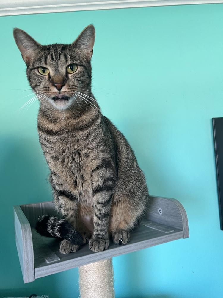 Enlarge TARJEI, a Adoptable Domestic Short Hair in Burlington, NC image 1/4