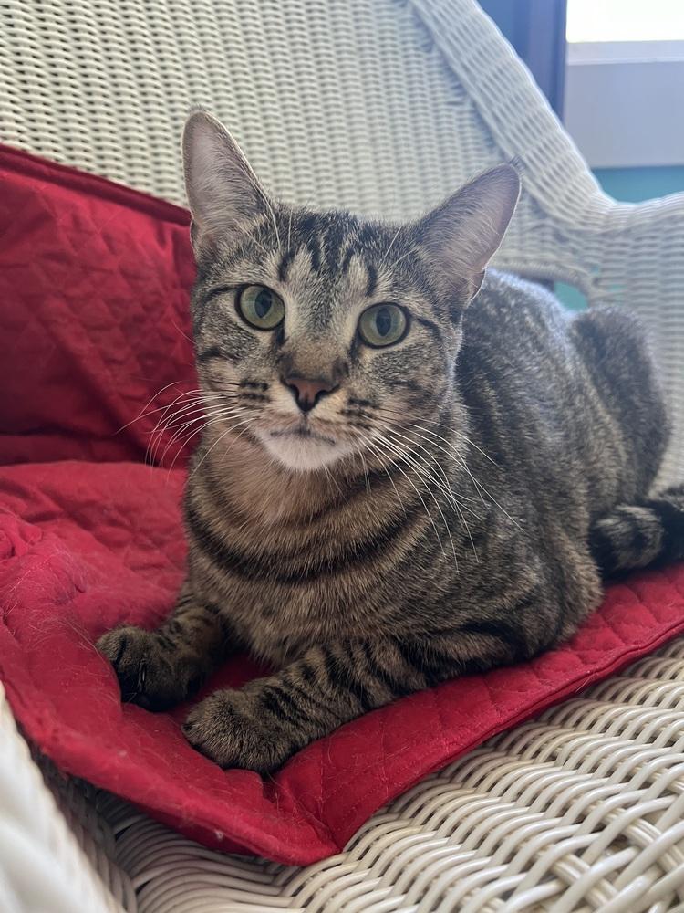 Enlarge TARJEI, a Adoptable Domestic Short Hair in Burlington, NC image 2/4