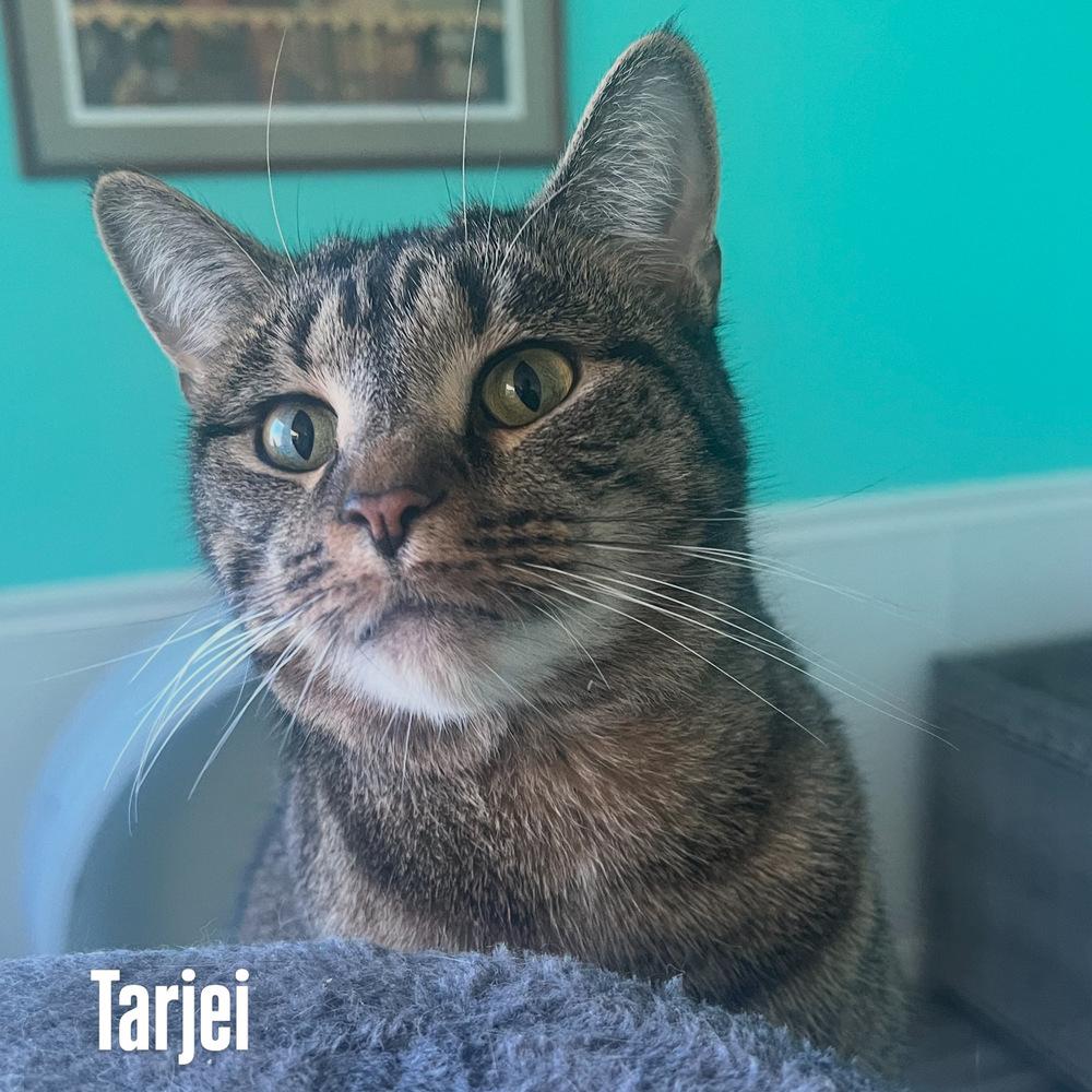 Enlarge TARJEI, a Adoptable Domestic Short Hair in Burlington, NC image 3/4