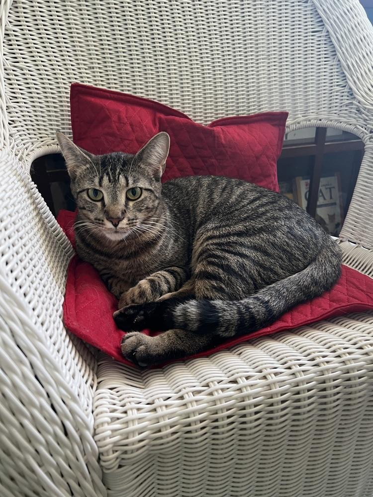 Enlarge TARJEI, a Adoptable Domestic Short Hair in Burlington, NC image 4/4