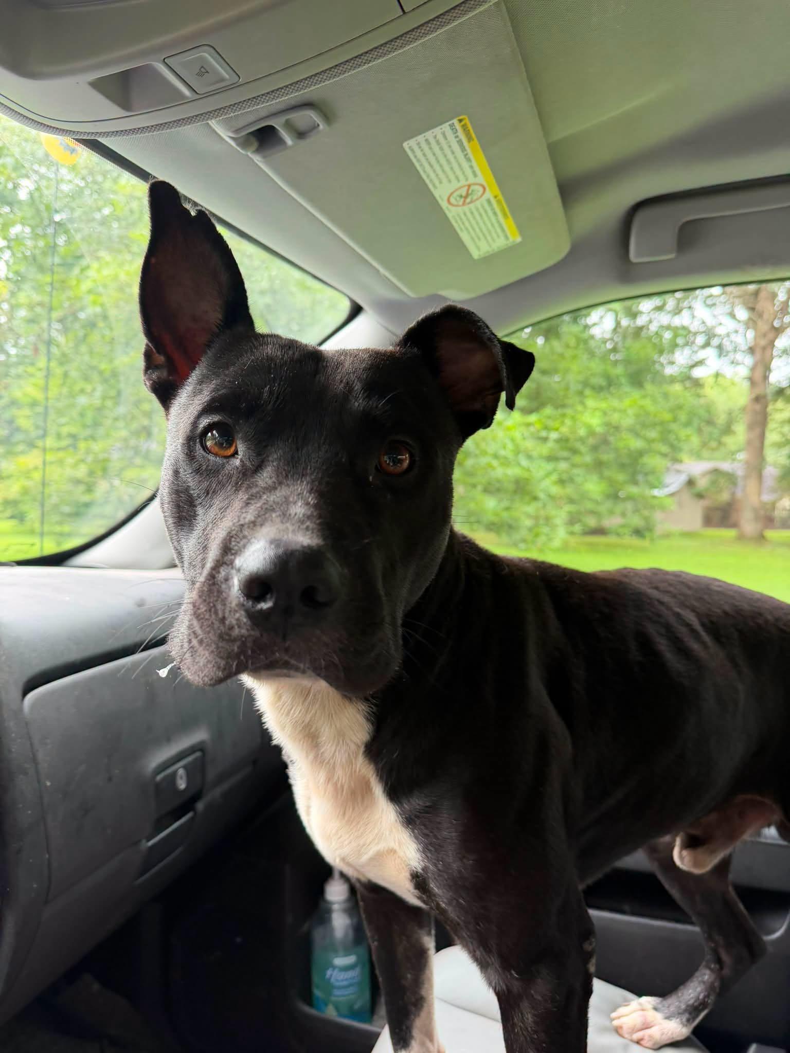 Enlarge Draco, a Adoptable mixed breed in Tullahoma, TN image 1/1