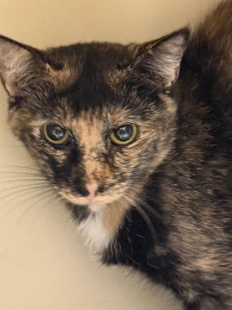Julien, Adoptable, Kitten Female Domestic Short Hair.