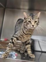 Enlarge Magpie, a ADOPTABLE mixed breed in Woodstock, IL image 1/2