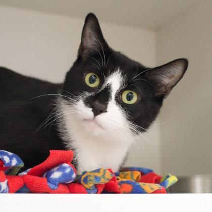 Helena, Adoptable, Young Female Domestic Short Hair & Domestic Short Hair.