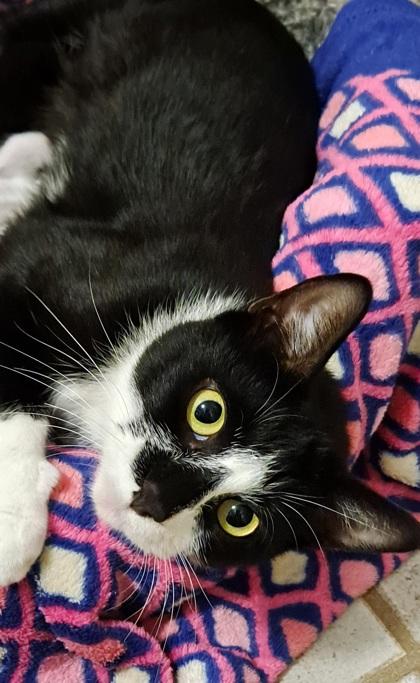 Helena, Adoptable, Young Female Domestic Short Hair & Domestic Short Hair.