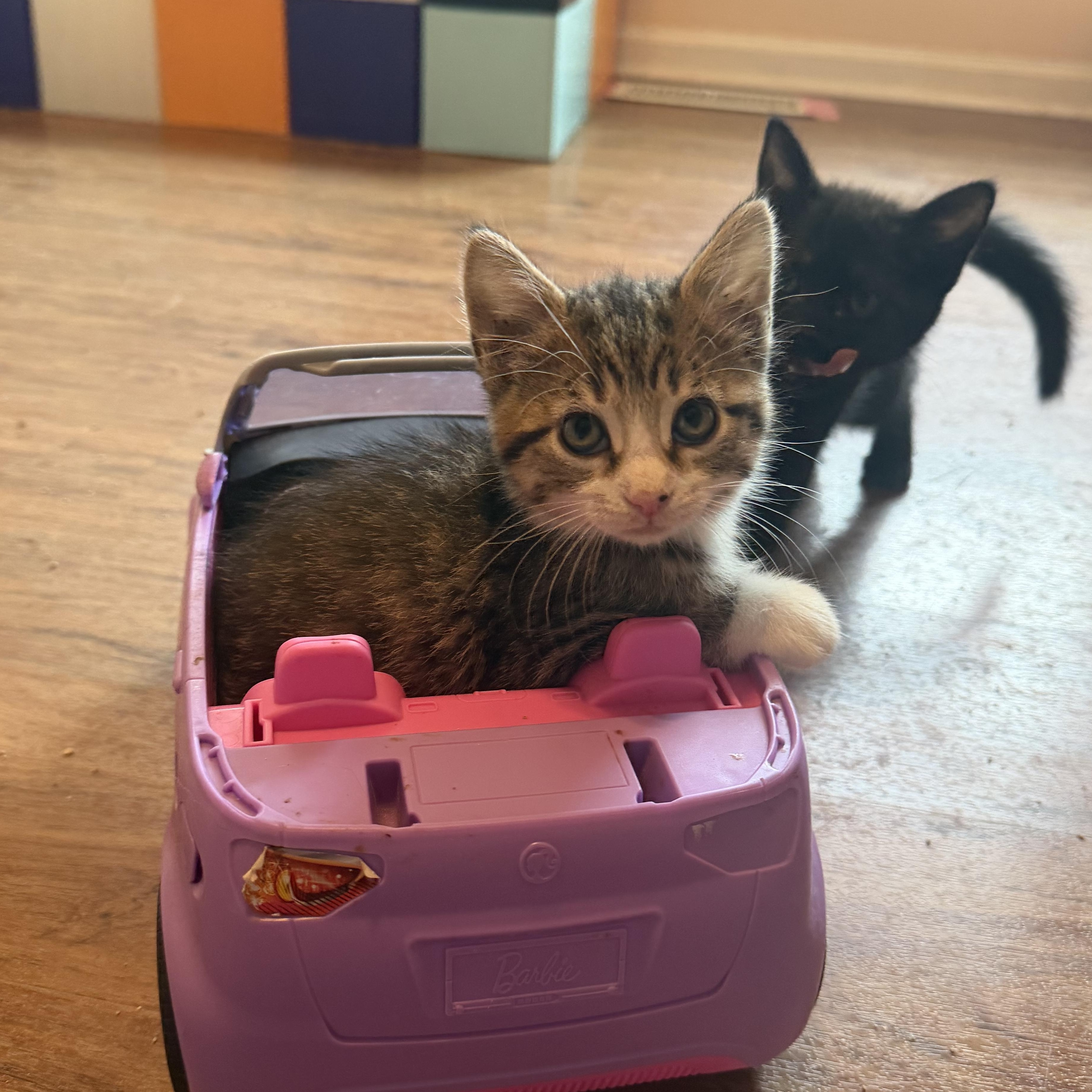 Enlarge Alexandra, an adopted Domestic Short Hair in Naperville, IL image 1/6