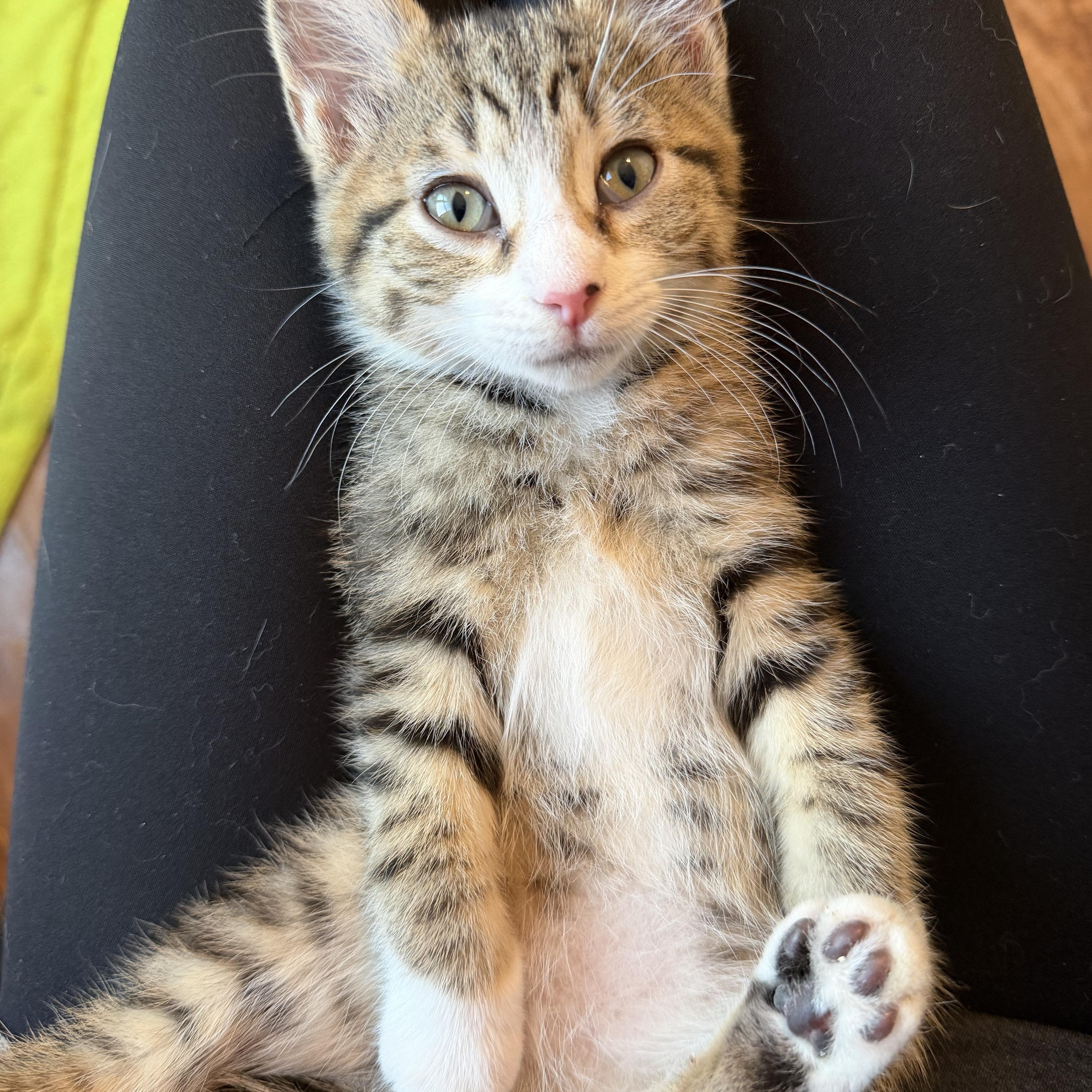 Enlarge Alexandra, an adopted Domestic Short Hair in Naperville, IL image 5/6