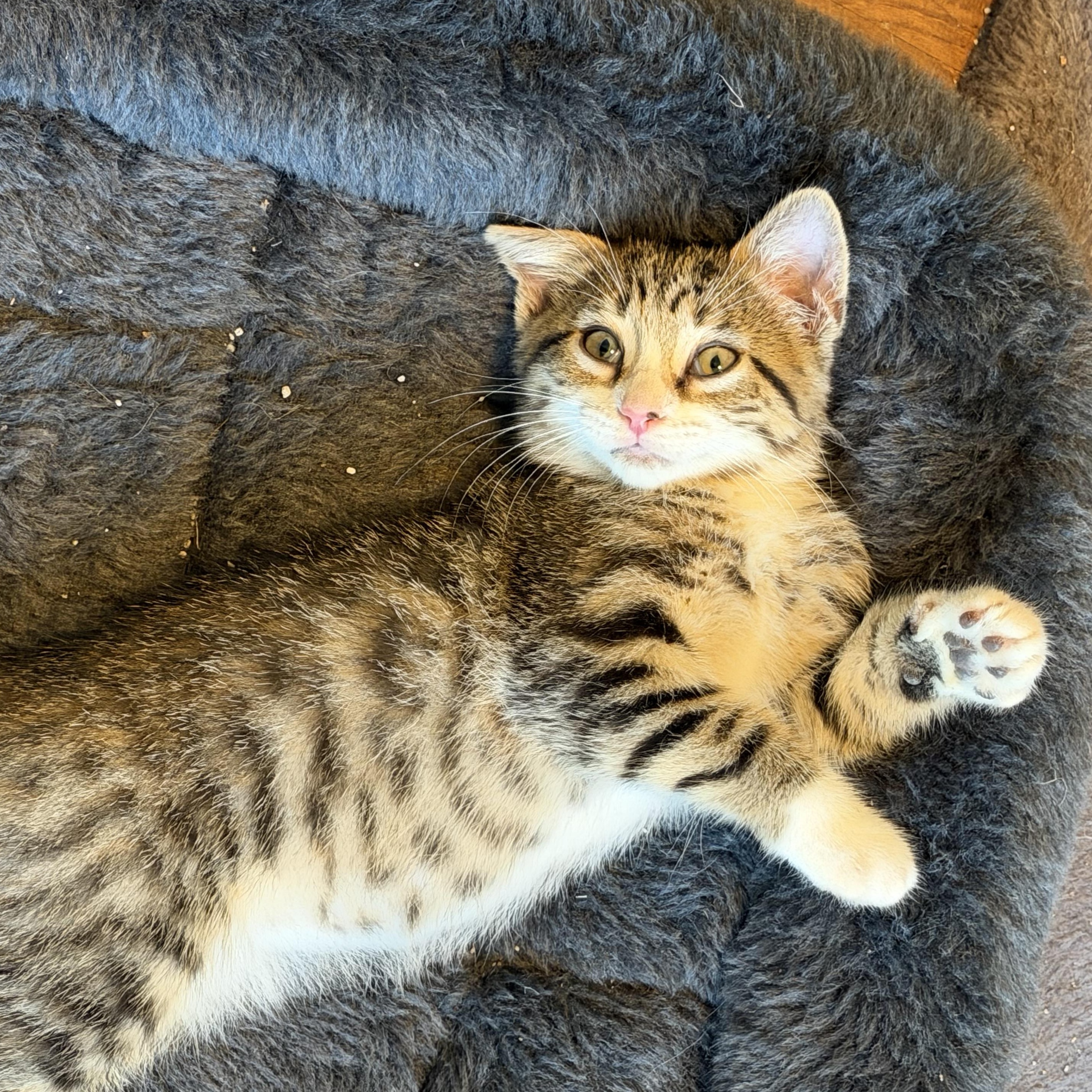 Enlarge Alexandra, an adopted Domestic Short Hair in Naperville, IL image 6/6