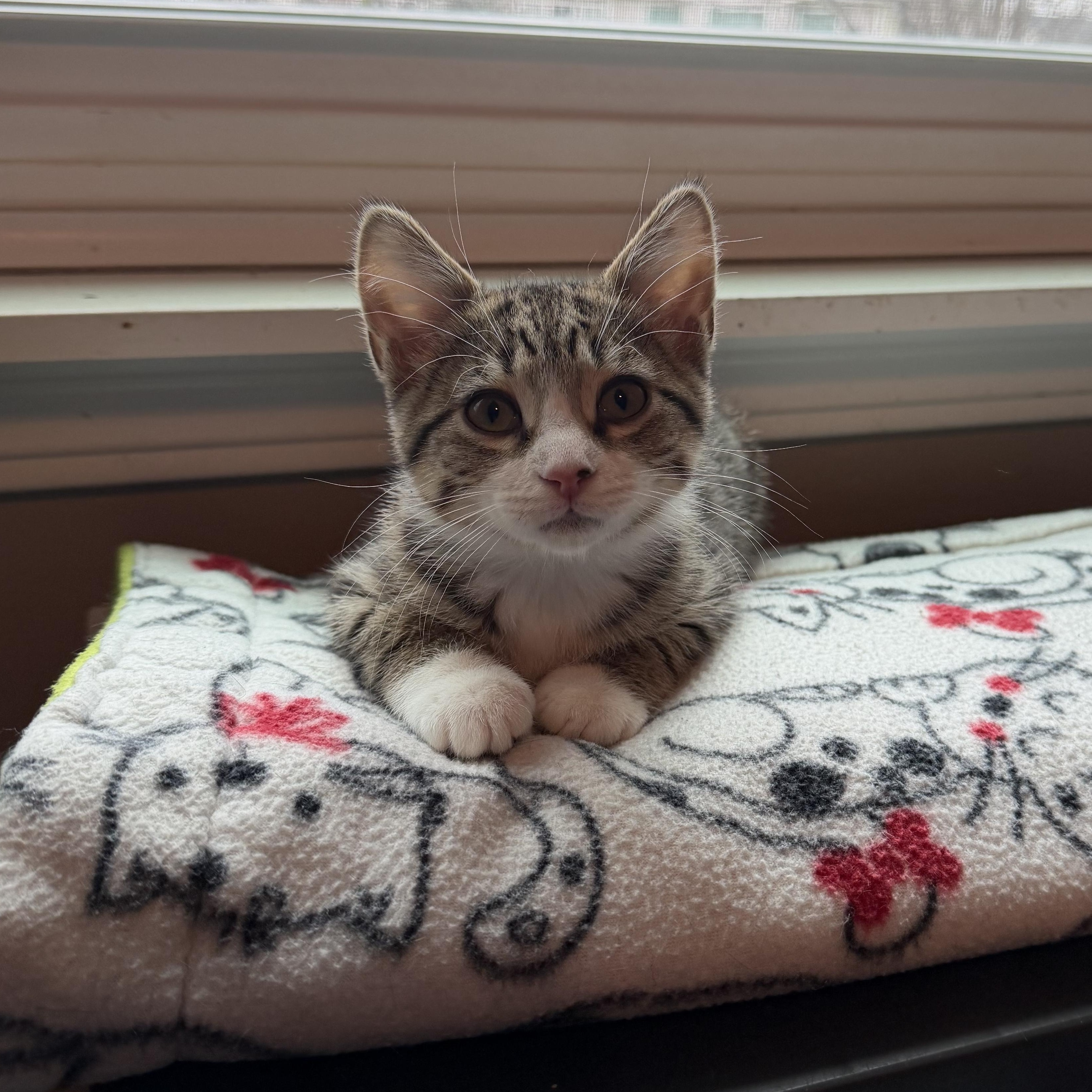 Enlarge Alexandra, an adopted Domestic Short Hair in Naperville, IL image 3/6