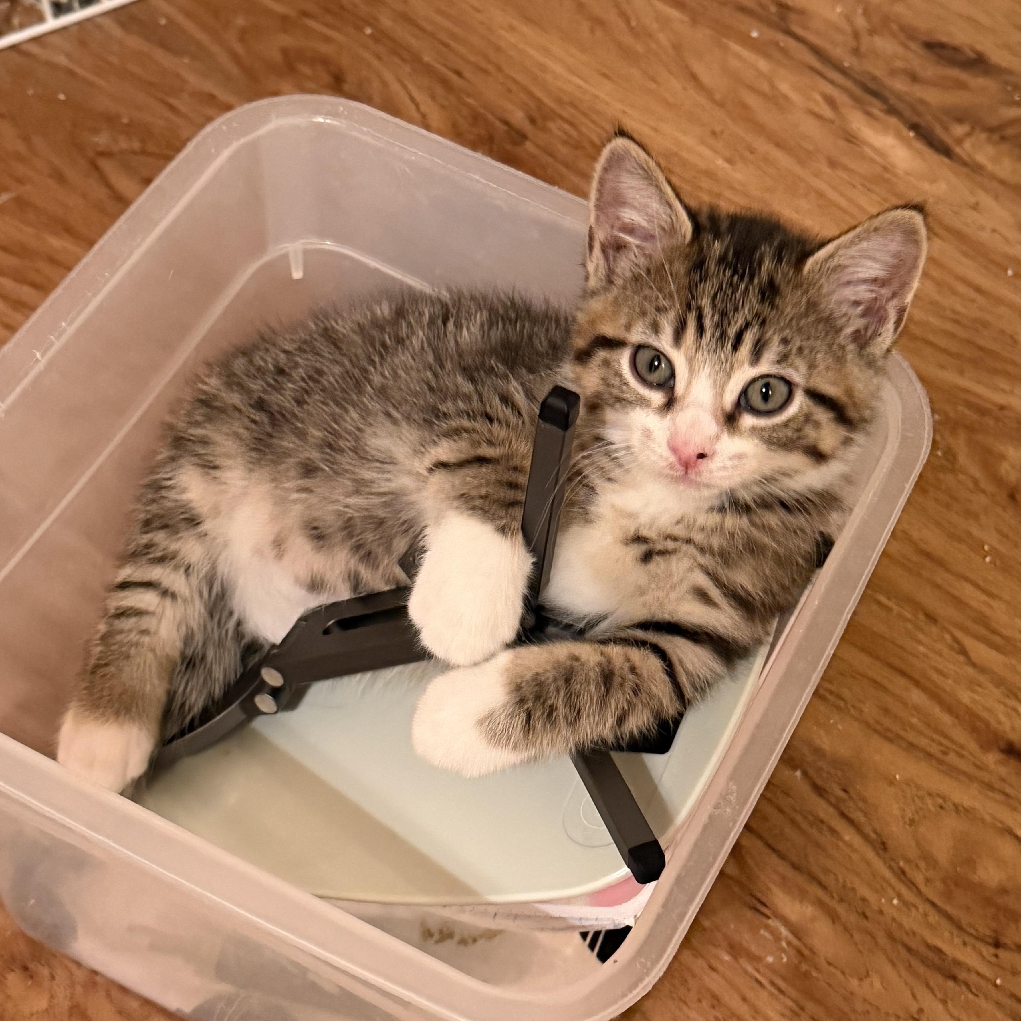 Enlarge Alexandra, an adopted Domestic Short Hair in Naperville, IL image 2/6