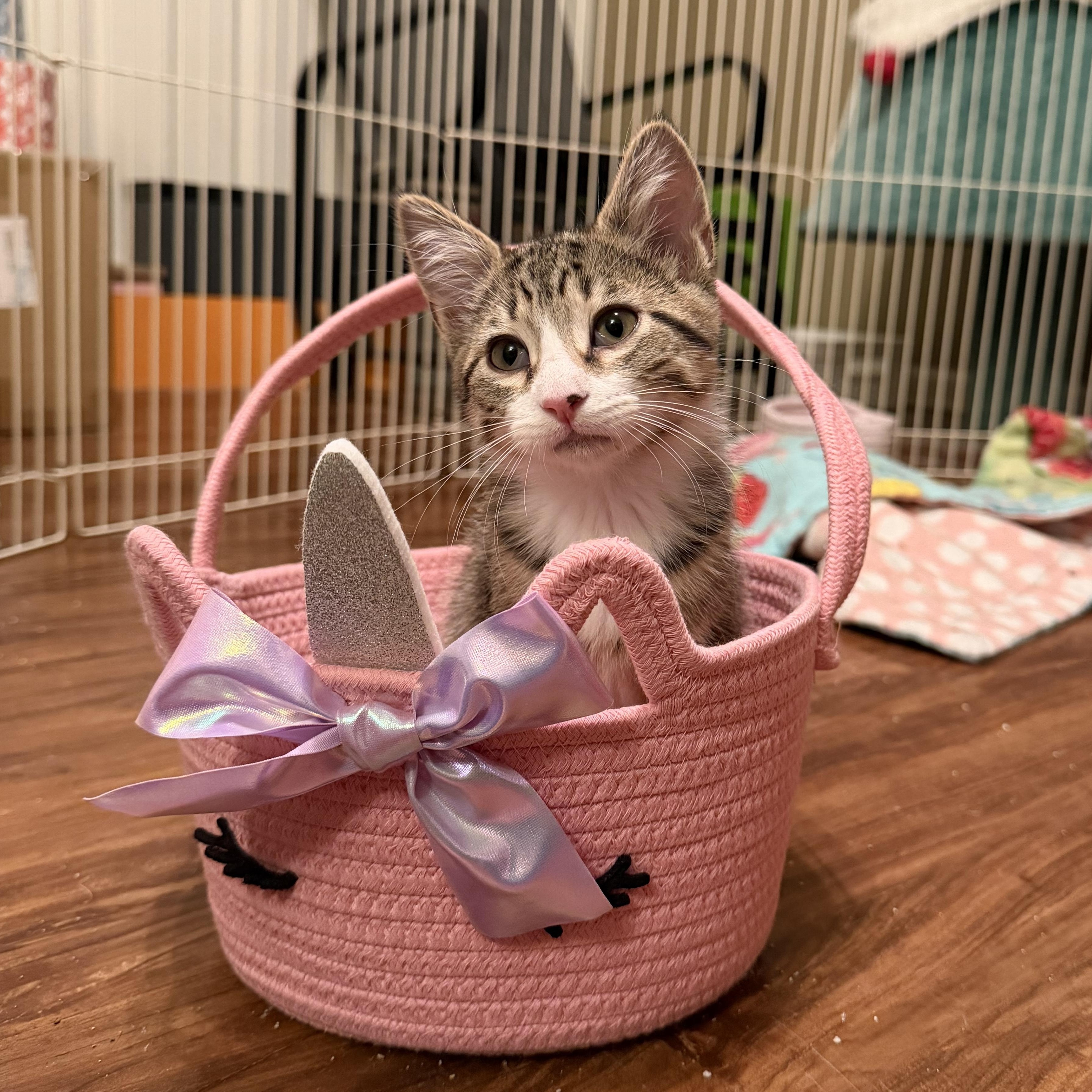 Enlarge Alexandra, an adopted Domestic Short Hair in Naperville, IL image 4/6