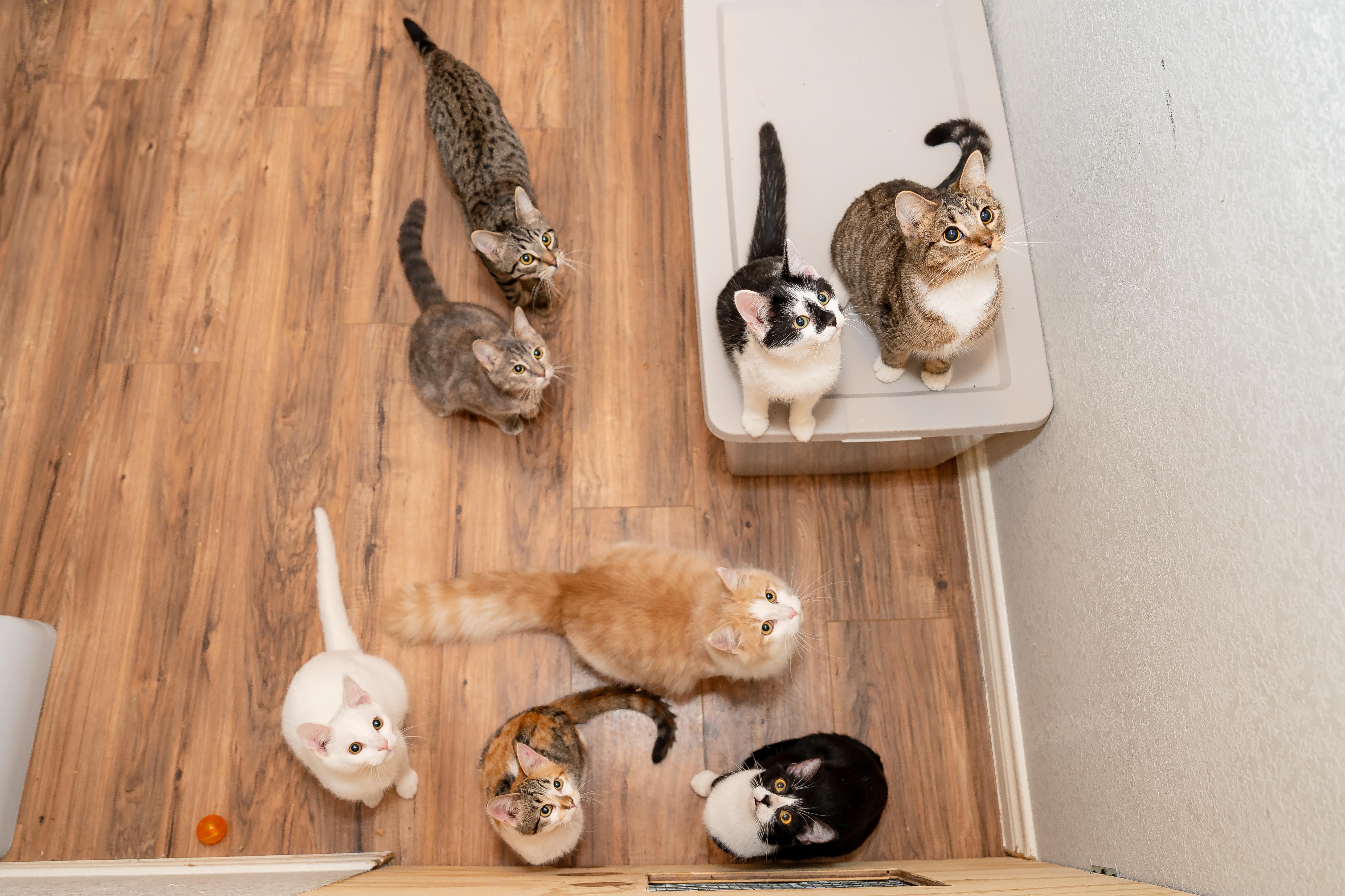 Enlarge Chevy Tahoe, a Adopted British Shorthair in Granite Shoals, TX image 2/4