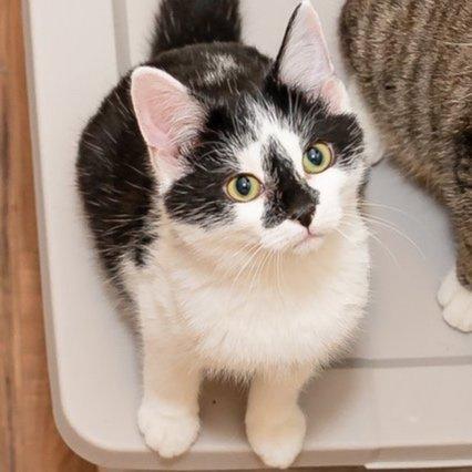 Chevy Tahoe, Adopted, Young Male British Shorthair.