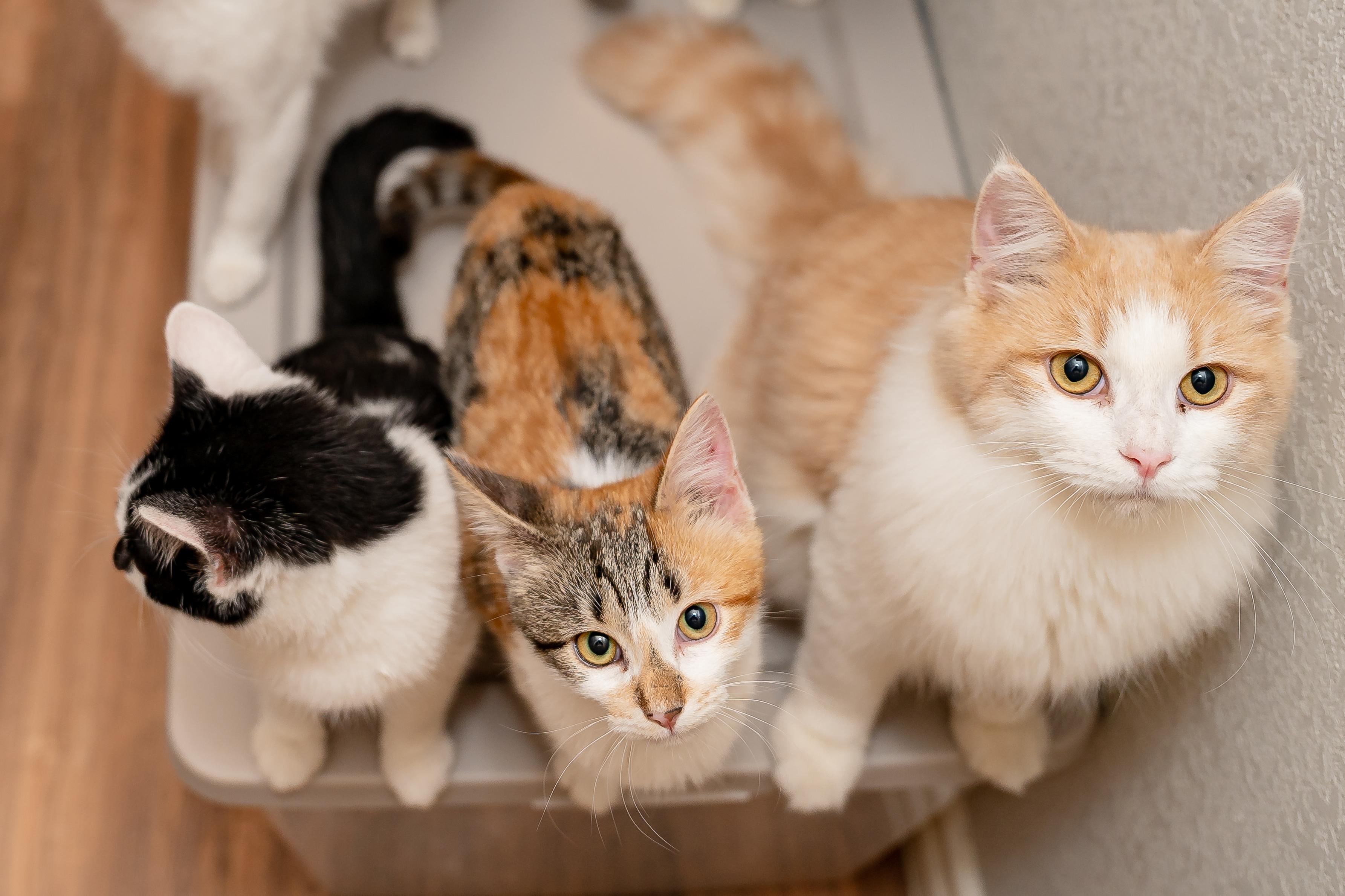 Enlarge Chevy Tahoe, a Adopted British Shorthair in Granite Shoals, TX image 4/4