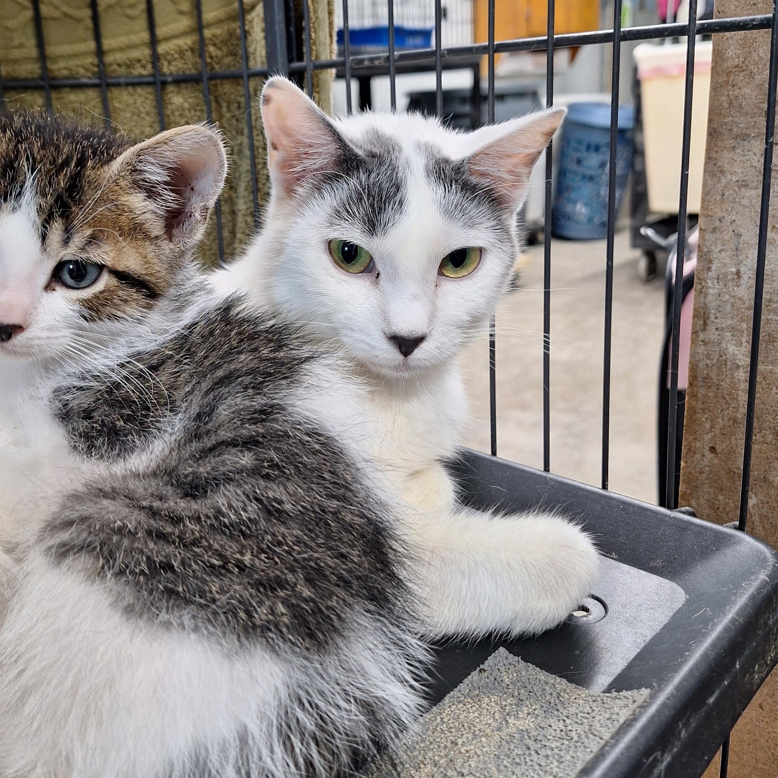 Jade, a ADOPTABLE Domestic Short Hair in Clarinda, IA image 1/2