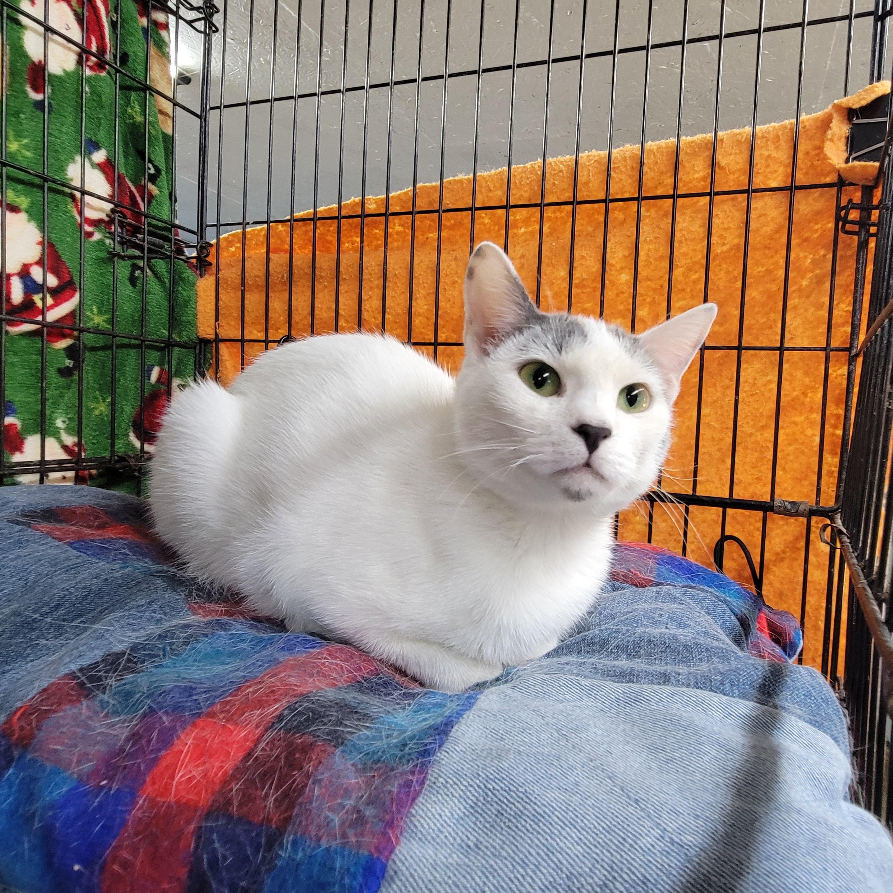 Jade, ADOPTABLE, Young Female Domestic Short Hair.