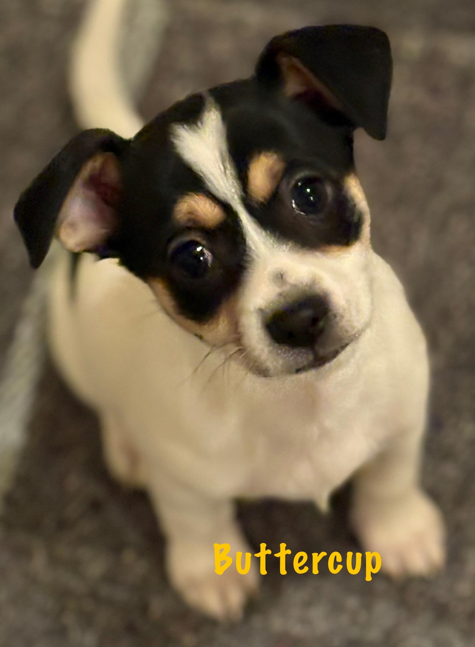 Buttercup, a ADOPTABLE mixed breed in Red Bluff, CA image 1/2