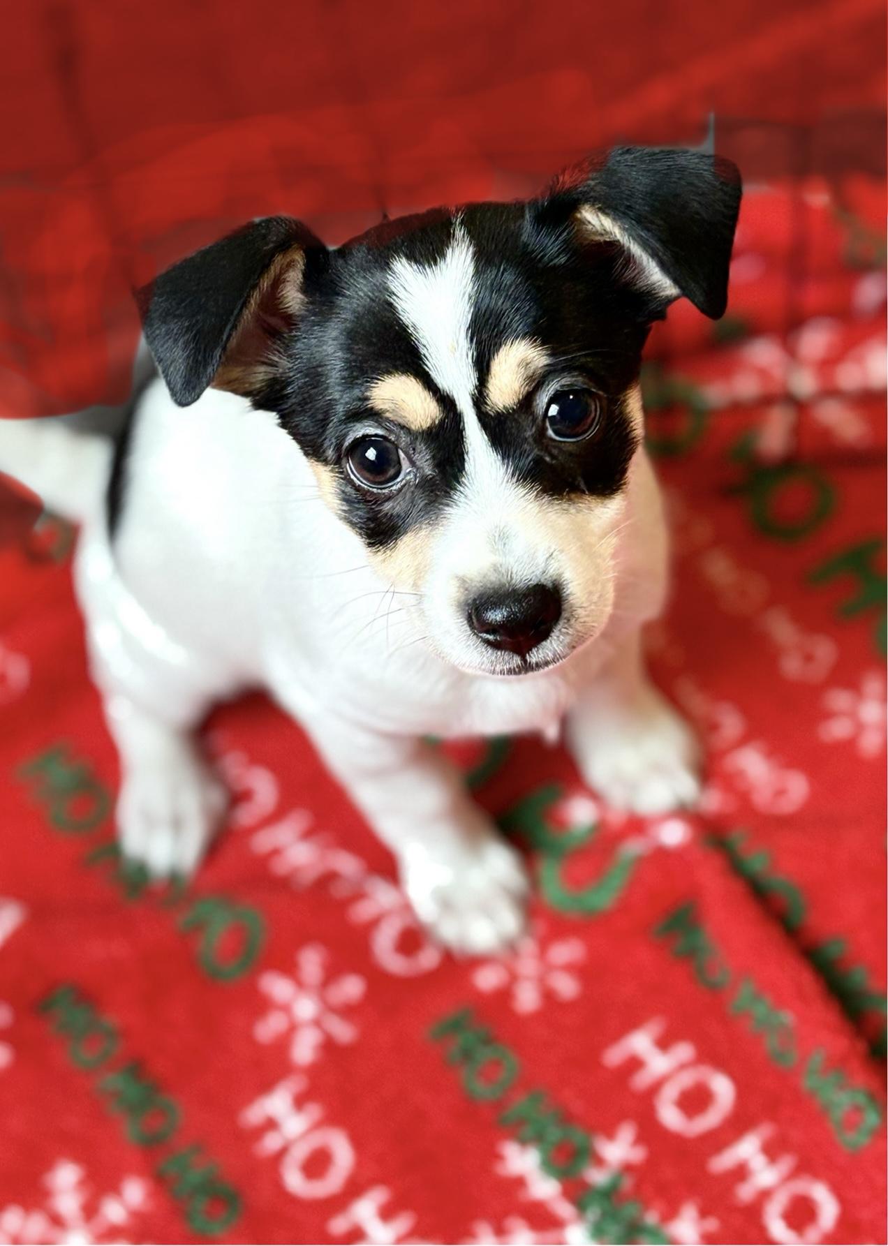 Buttercup, a ADOPTABLE mixed breed in Red Bluff, CA image 2/2