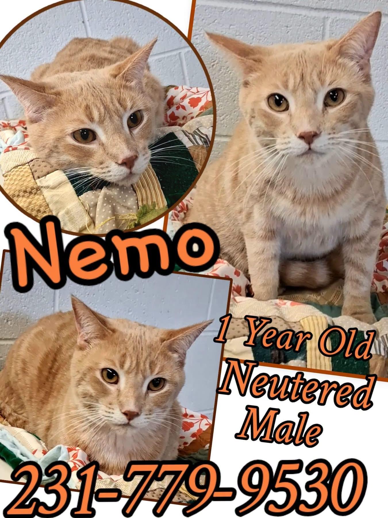 NEMO, Adoptable, Young Male Domestic Short Hair.