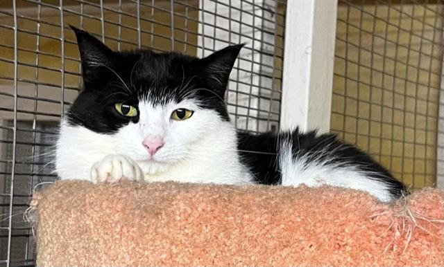 Isabelle, a Adoptable Domestic Short Hair in Trexlertown, PA image 1/3