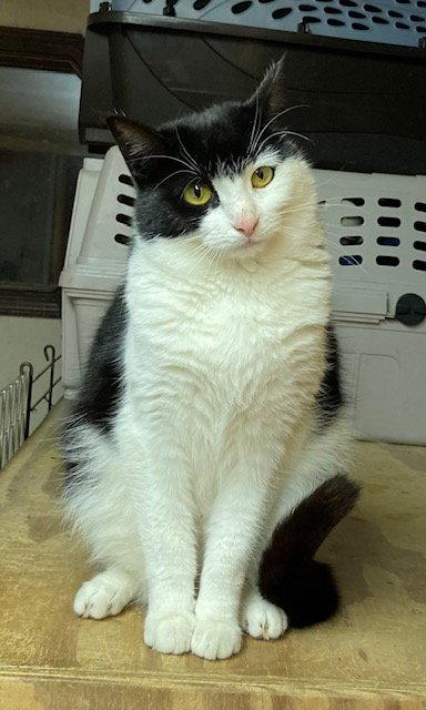 Isabelle, a Adoptable Domestic Short Hair in Trexlertown, PA image 3/3