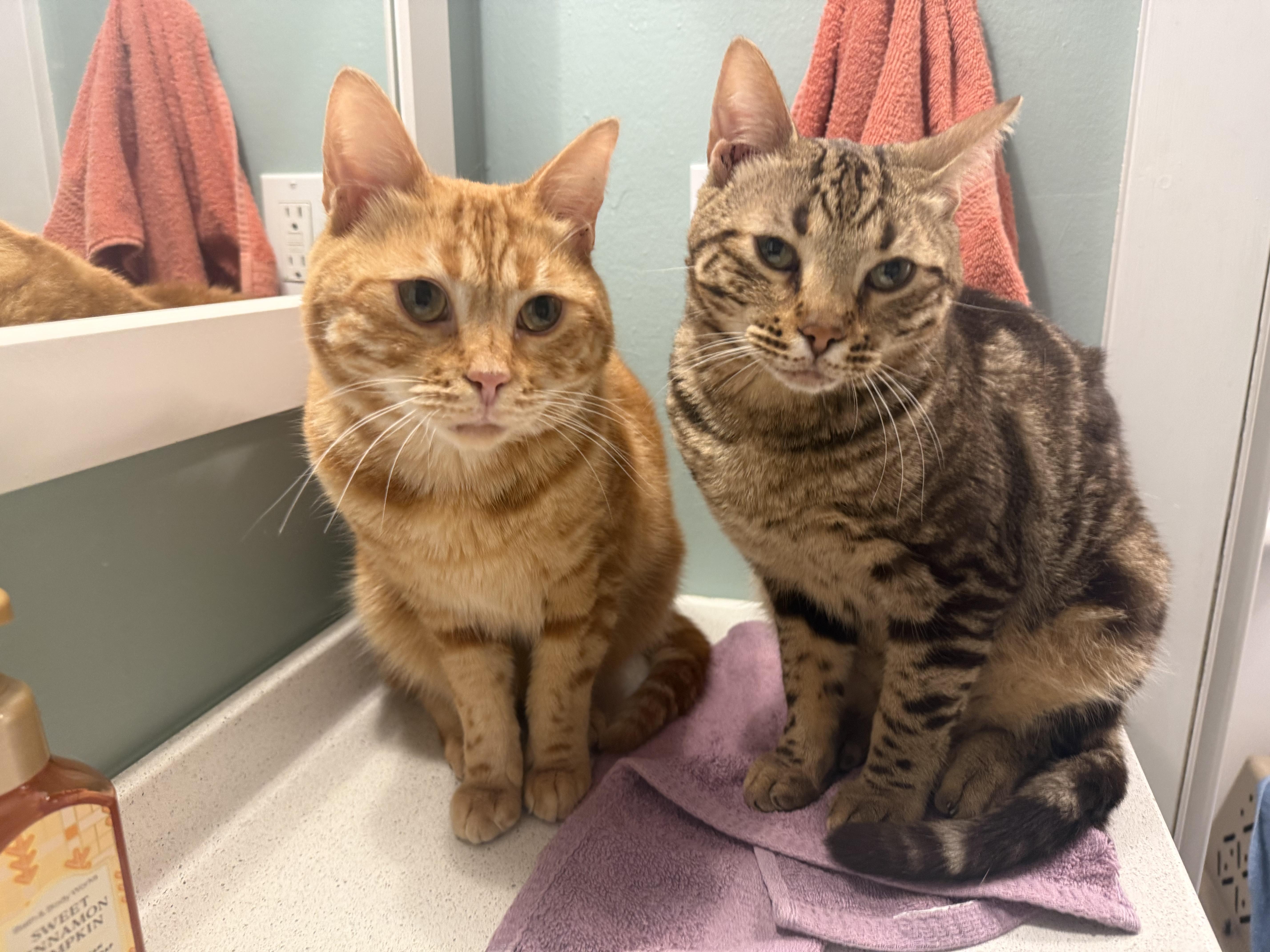 Enlarge Nacho & Cheese, a Adoptable Domestic Short Hair in Cleveland, OH image 2/6