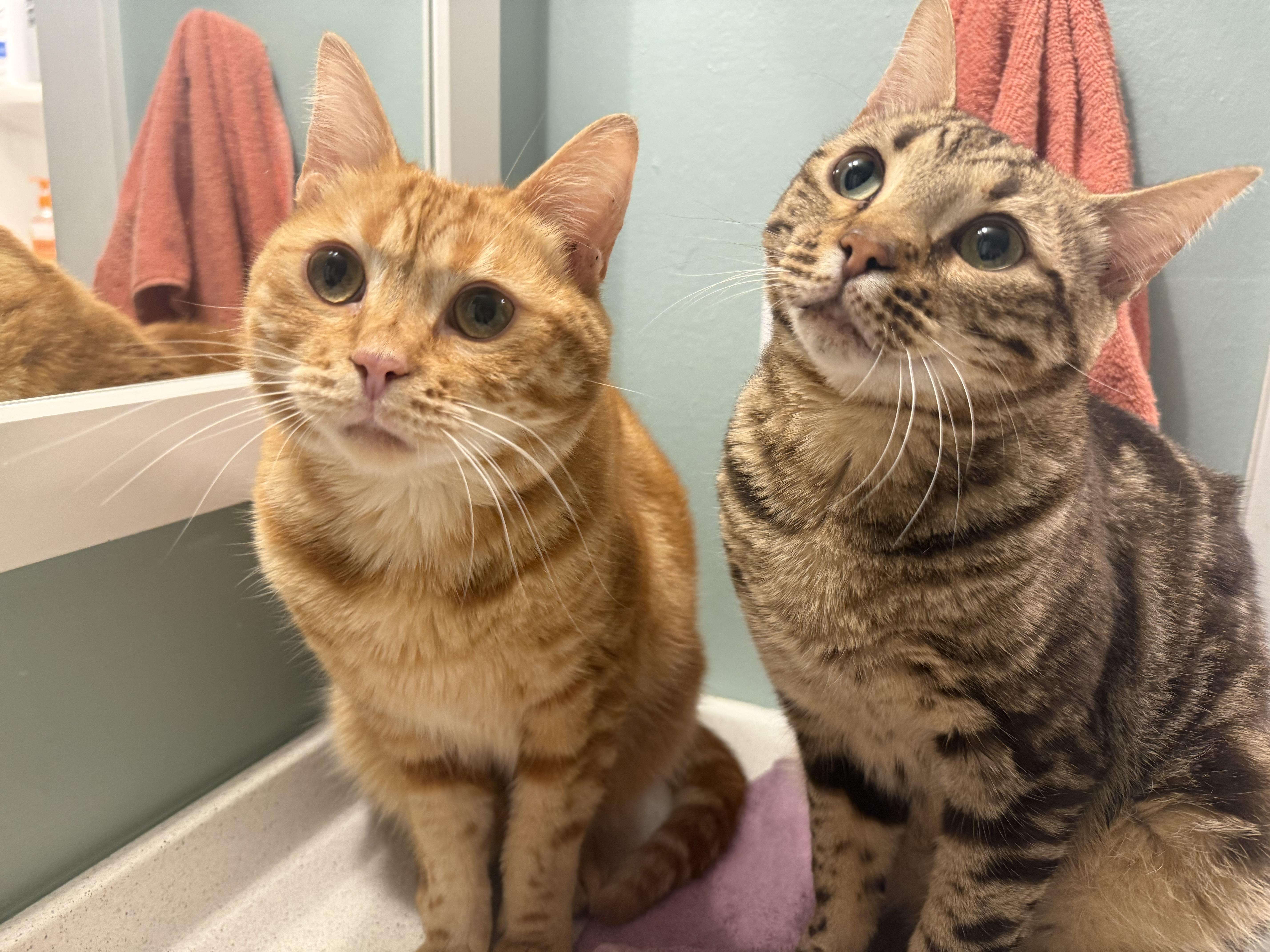 Enlarge Nacho & Cheese, a Adoptable Domestic Short Hair in Cleveland, OH image 6/6