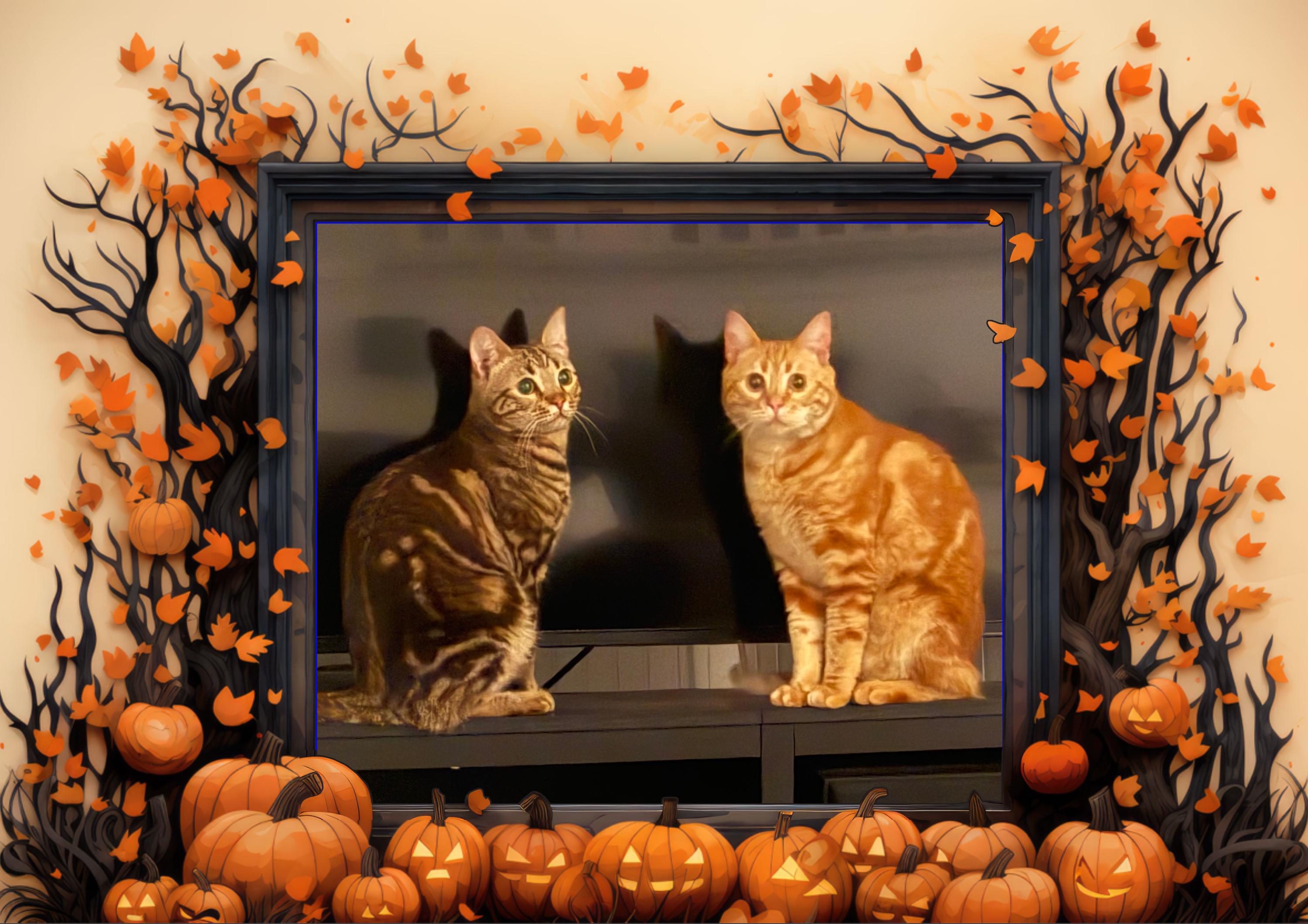 Nacho & Cheese, Adoptable, Adult Male Domestic Short Hair.