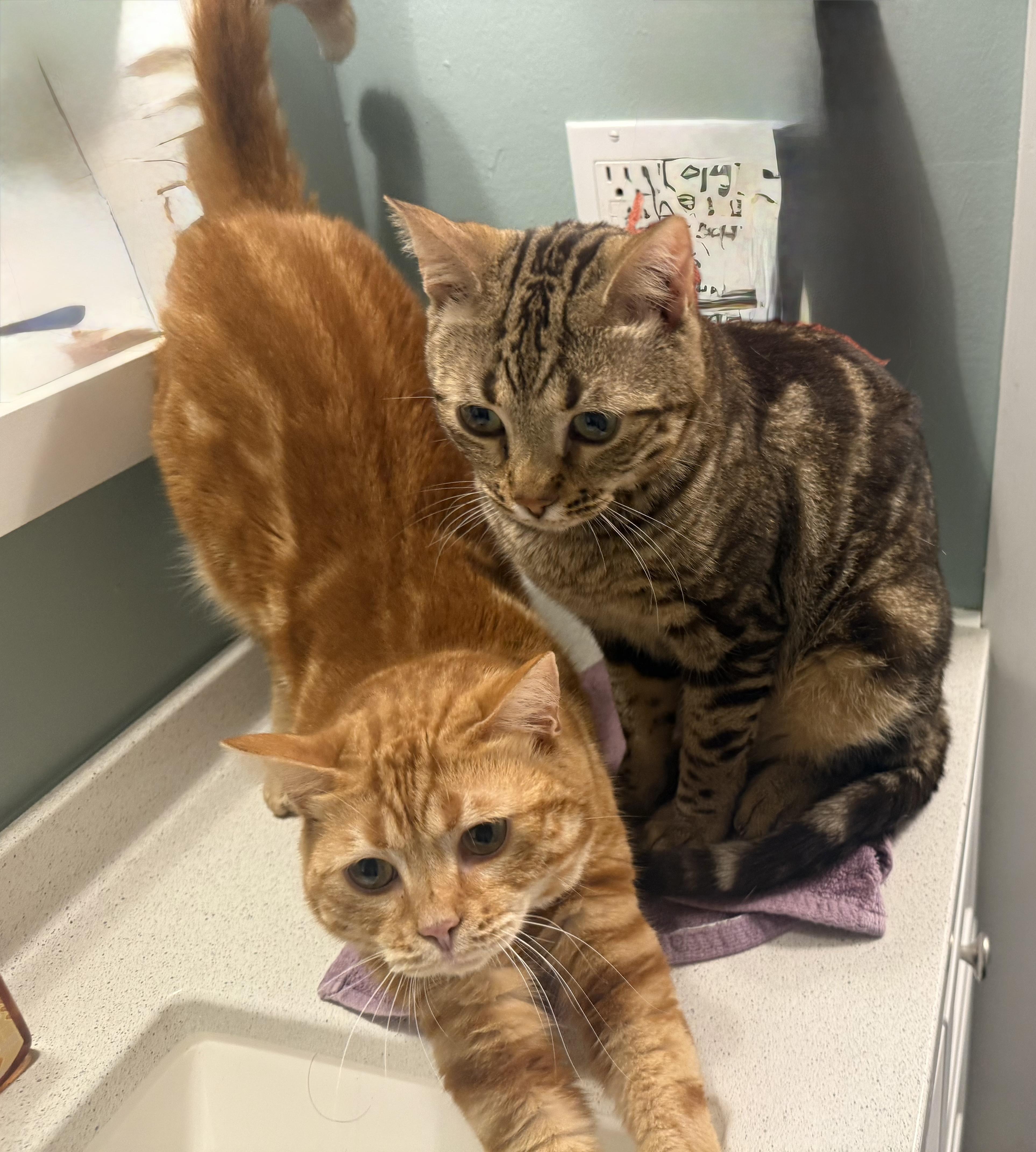 Enlarge Nacho & Cheese, a Adoptable Domestic Short Hair in Cleveland, OH image 5/6