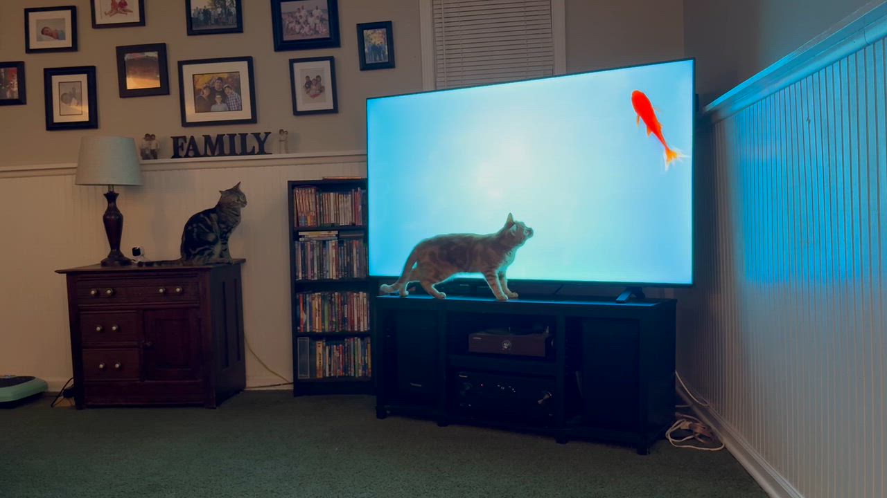 Enlarge Nacho & Cheese, a Adopted Domestic Short Hair in Cleveland, OH video 5/6