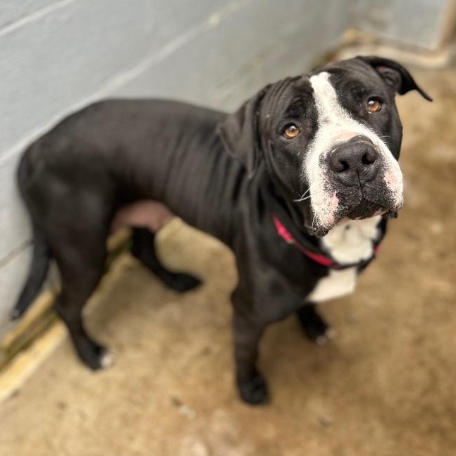 Enlarge Fiona, a Adoptable mixed breed in Olean, NY image 1/1