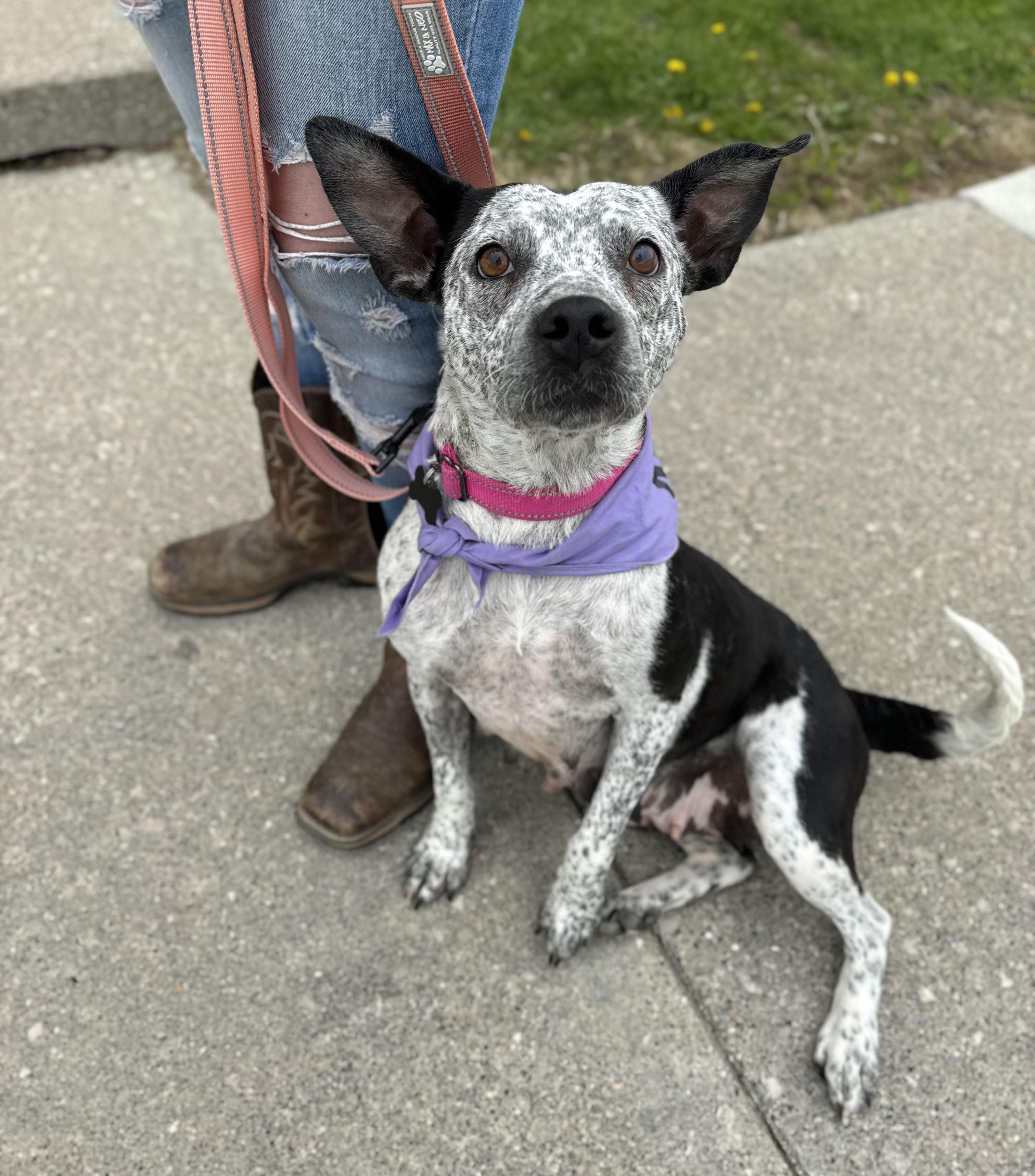 Enlarge Taffy , a ADOPTABLE Australian Cattle Dog / Blue Heeler in China Township, MI image 6/6