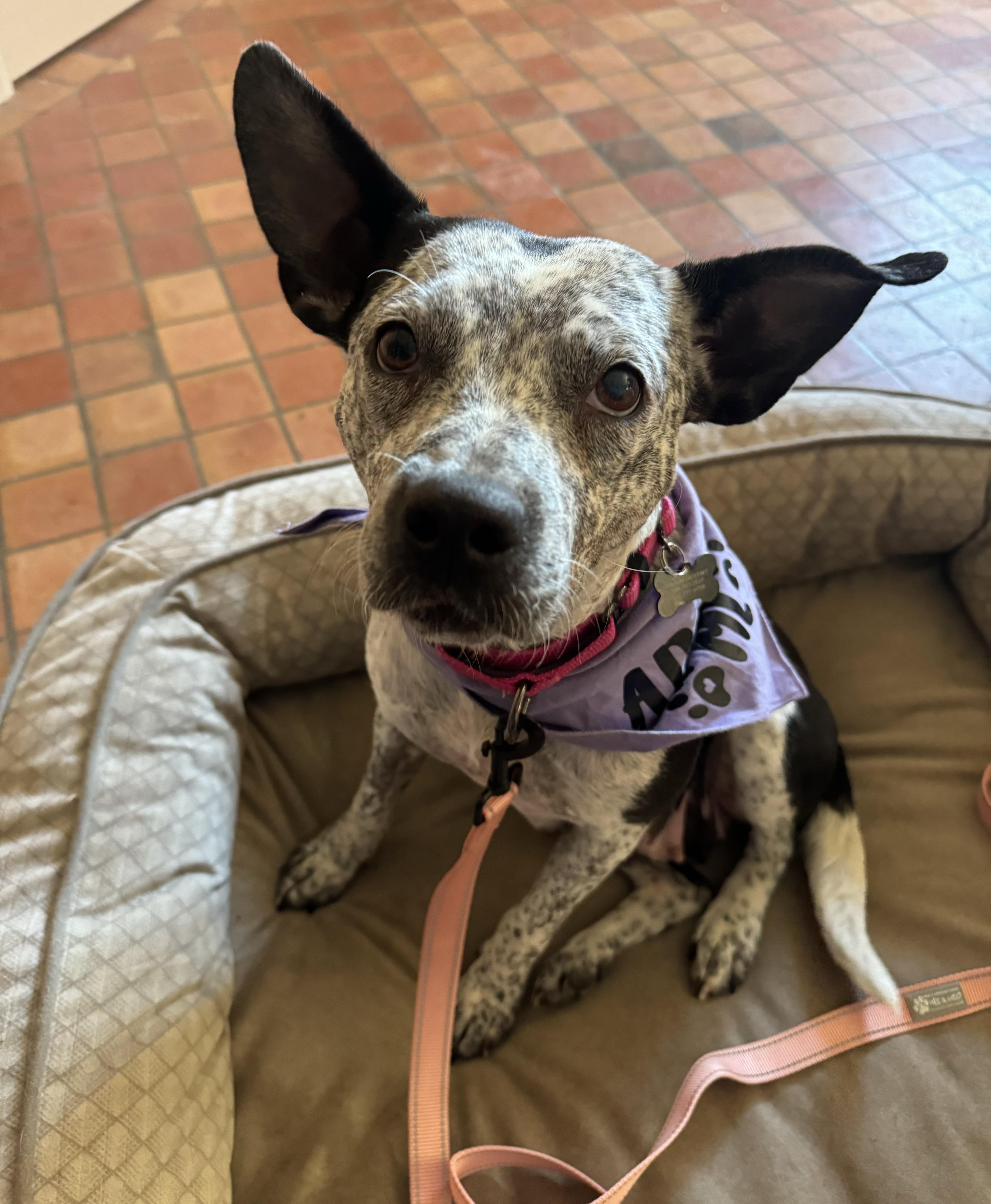 Enlarge Taffy , a ADOPTABLE Australian Cattle Dog / Blue Heeler in China Township, MI image 5/6