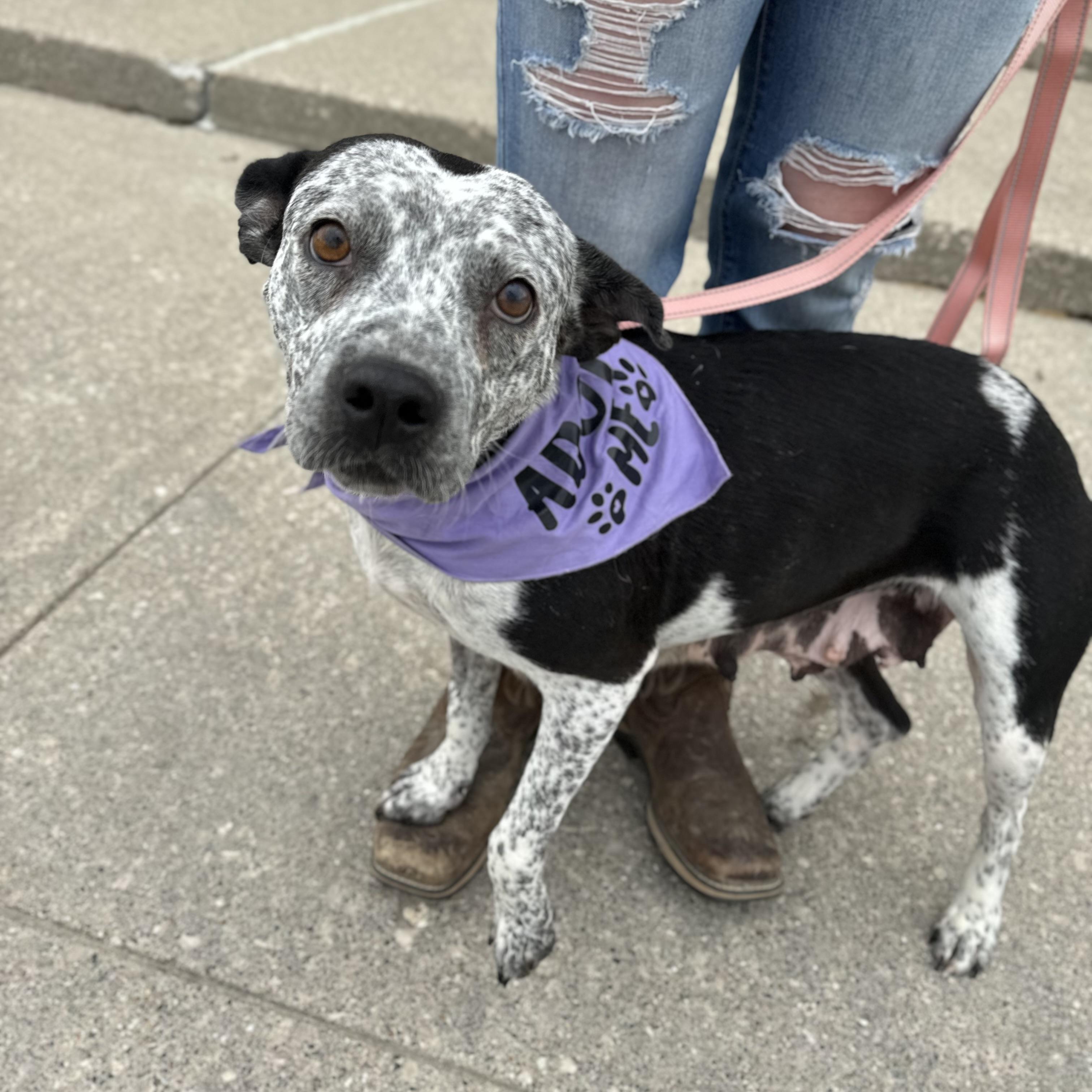 Enlarge Taffy , a ADOPTABLE Australian Cattle Dog / Blue Heeler in China Township, MI image 2/6